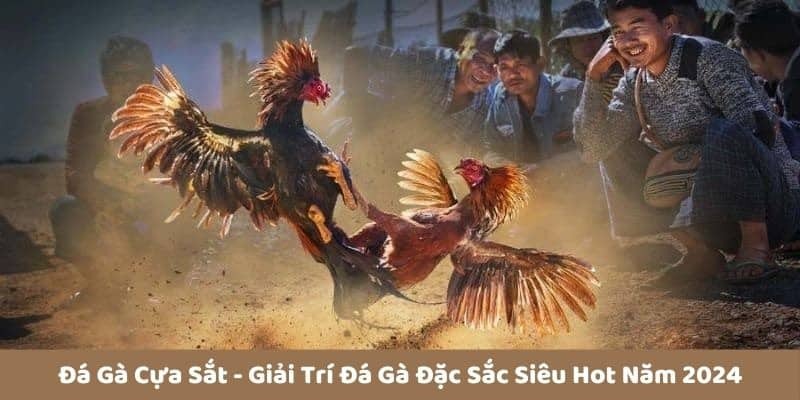 Những dòng gà được ưa chuộng bậc nhất trong chọi gà cựa sắt 2024